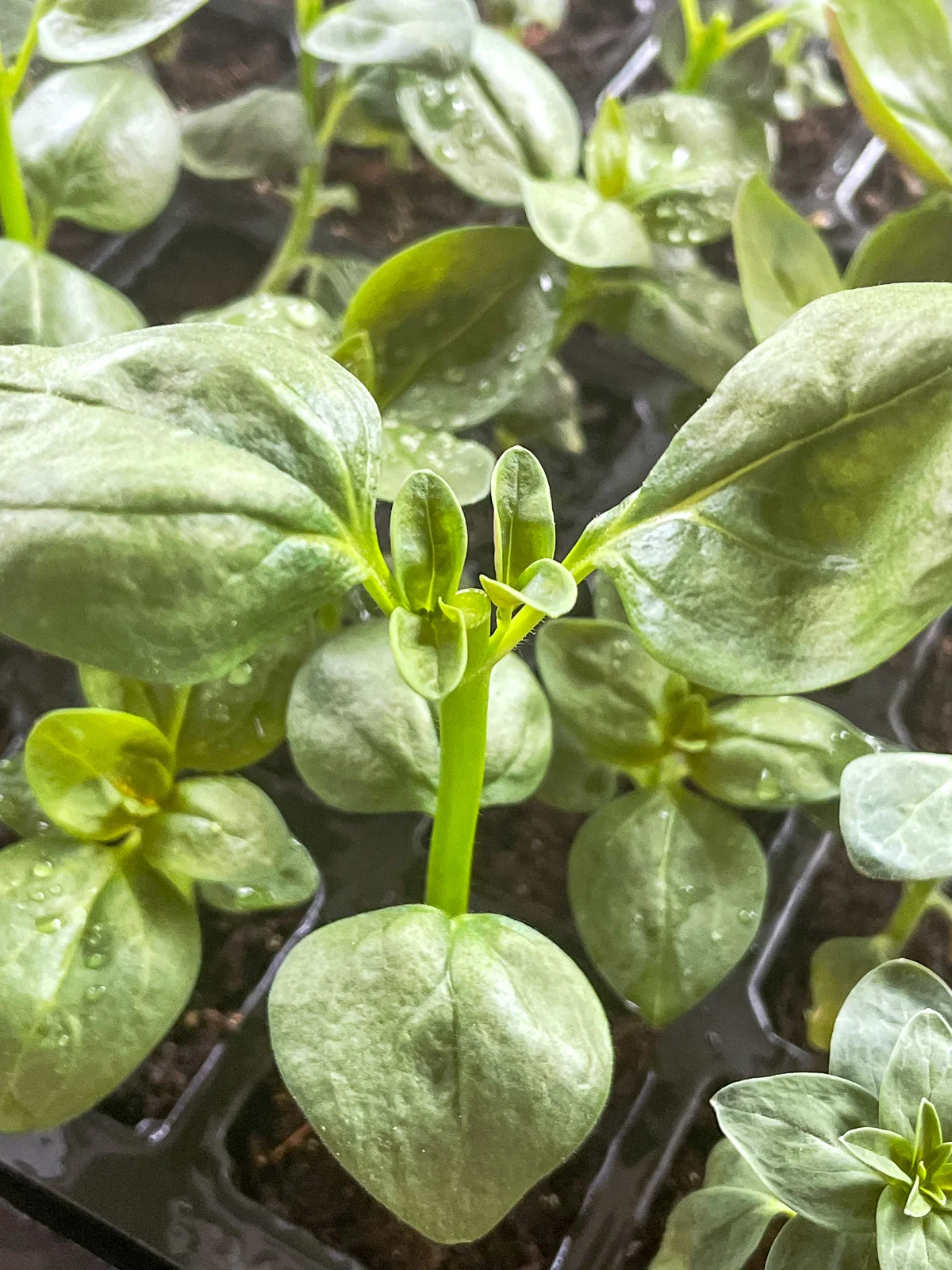 snapdragon seedling after pinching with new growth