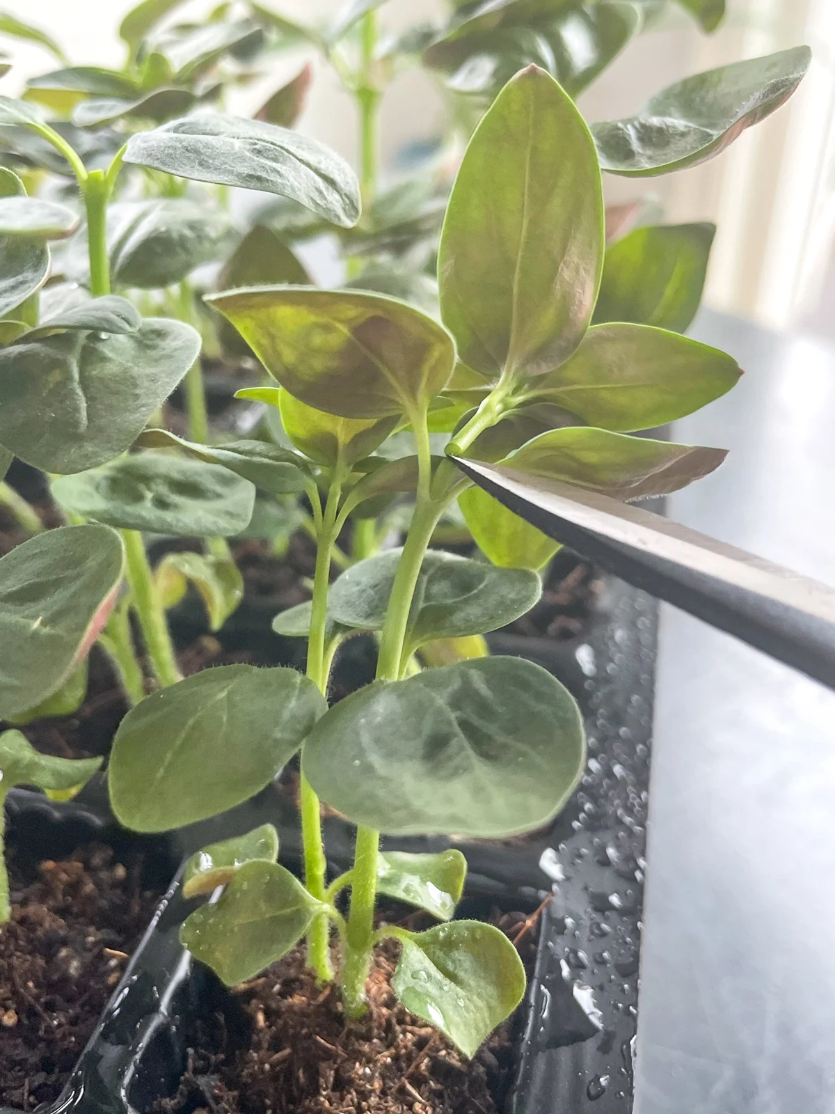 pinching snapdragon seedlings above the third set of leaves