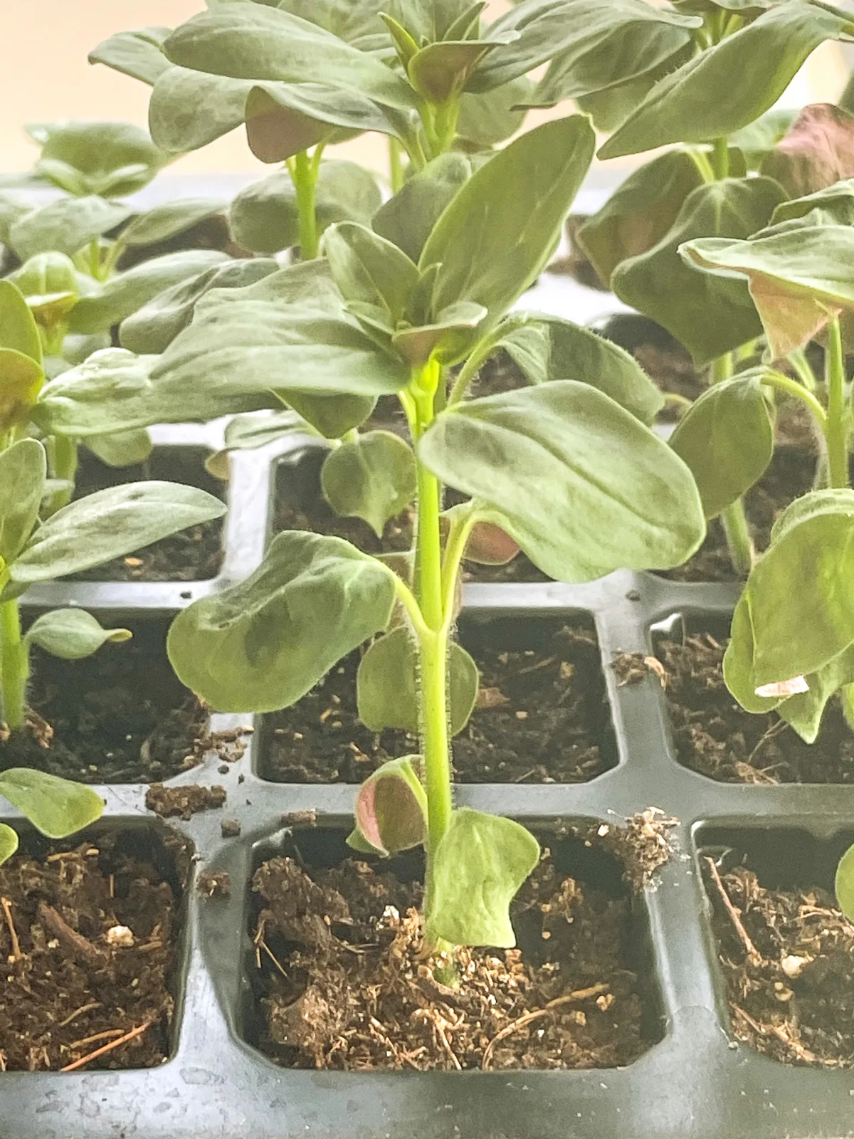 snapdragon seedlings in tray