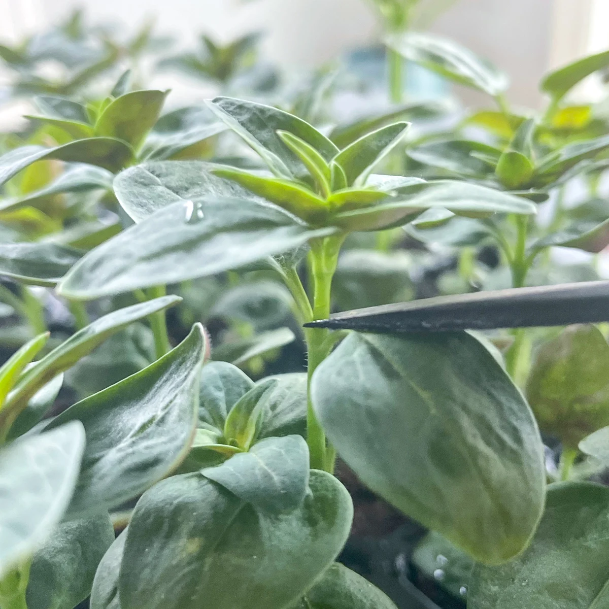 pinching snapdragon seedling with scissors