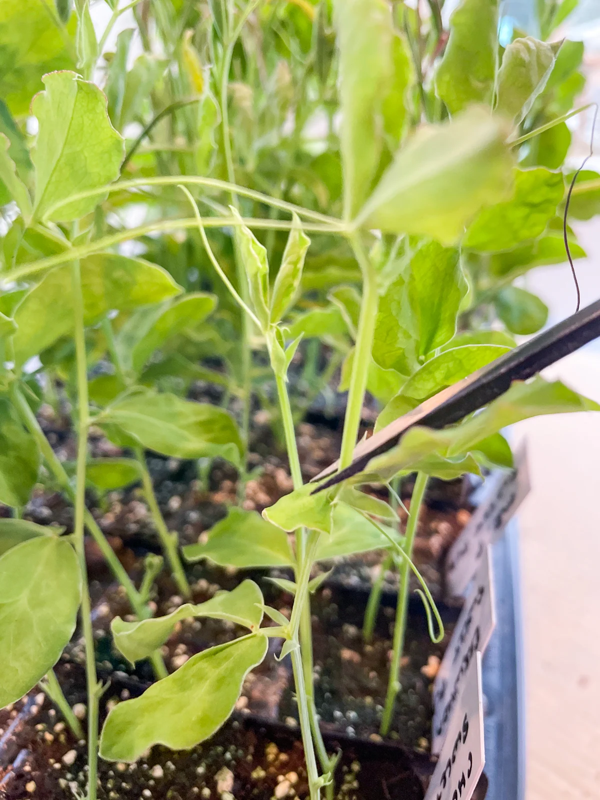 pinching back sweet pea seedling