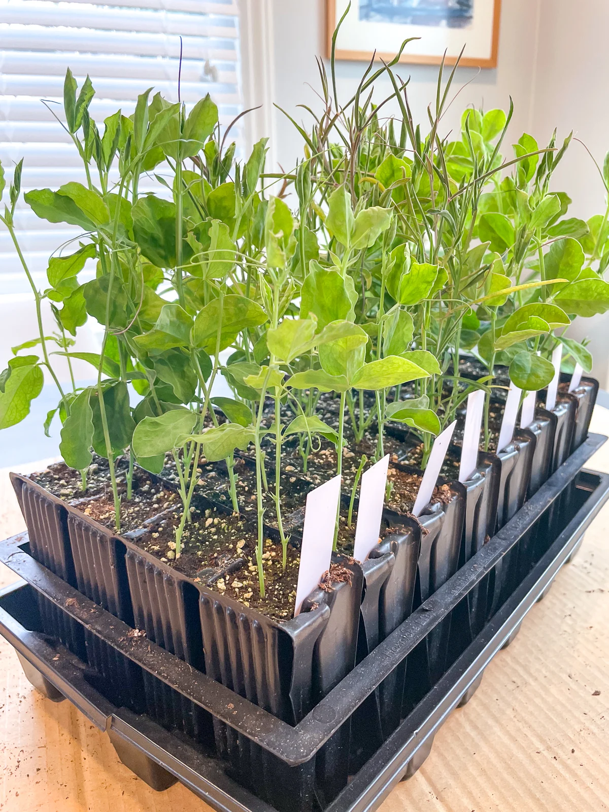 sweet pea seedlings before pinching