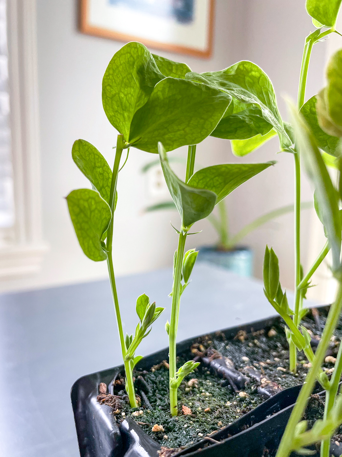sweet pea seedlings with branching stems after pinching the tops