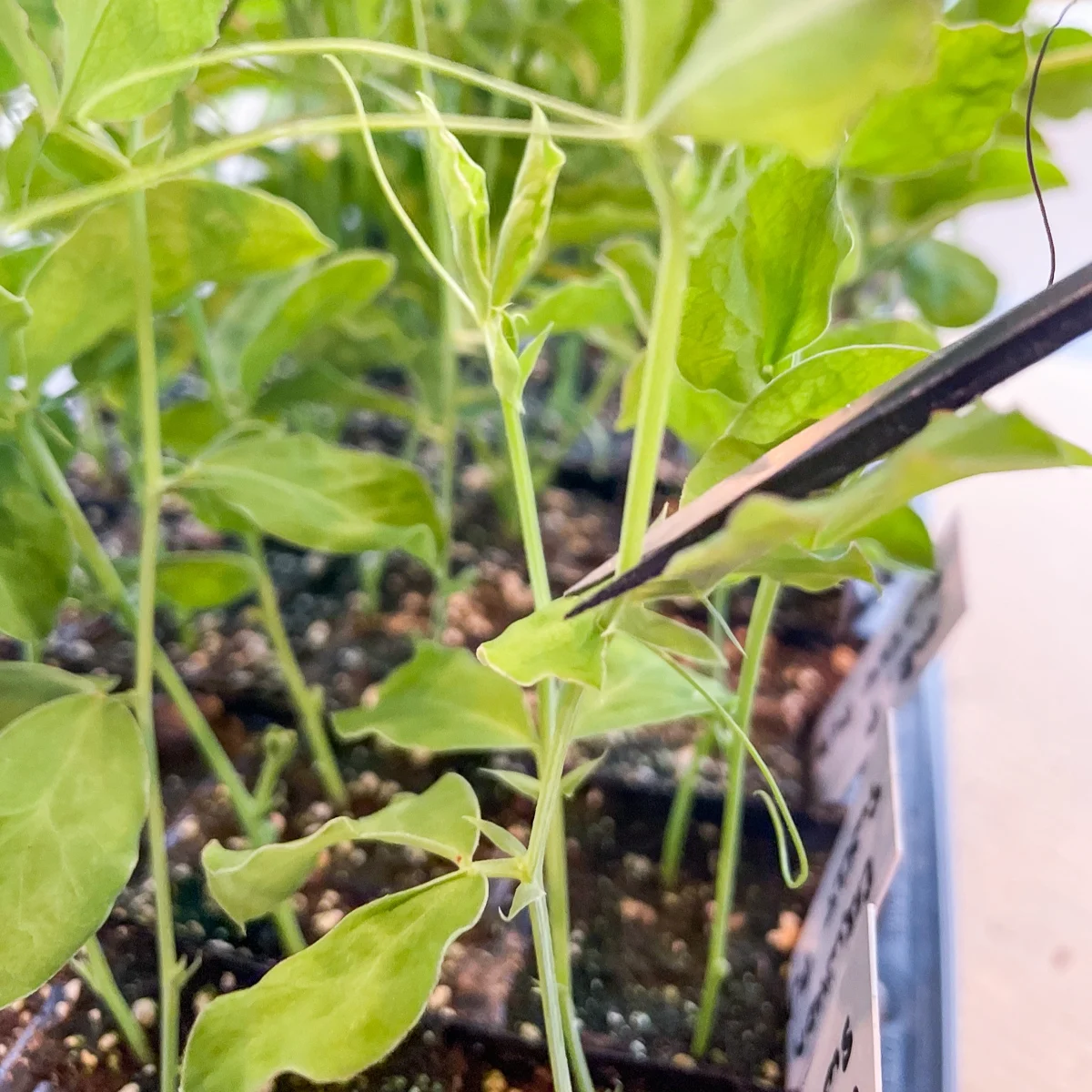 pinching sweet peas