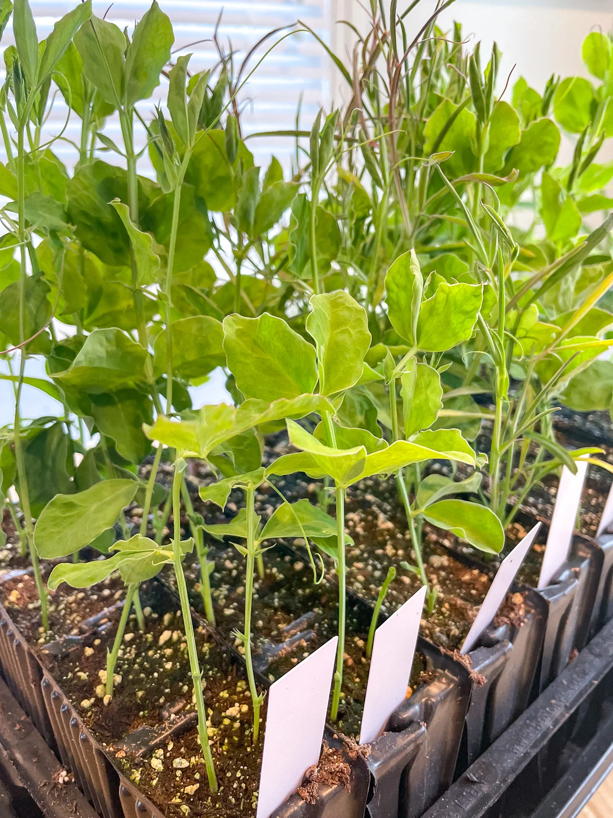 size comparison of pinched vs not pinched sweet pea seedlings