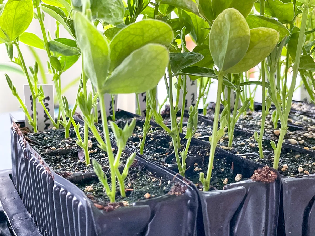 sweet pea side shoots after pinching