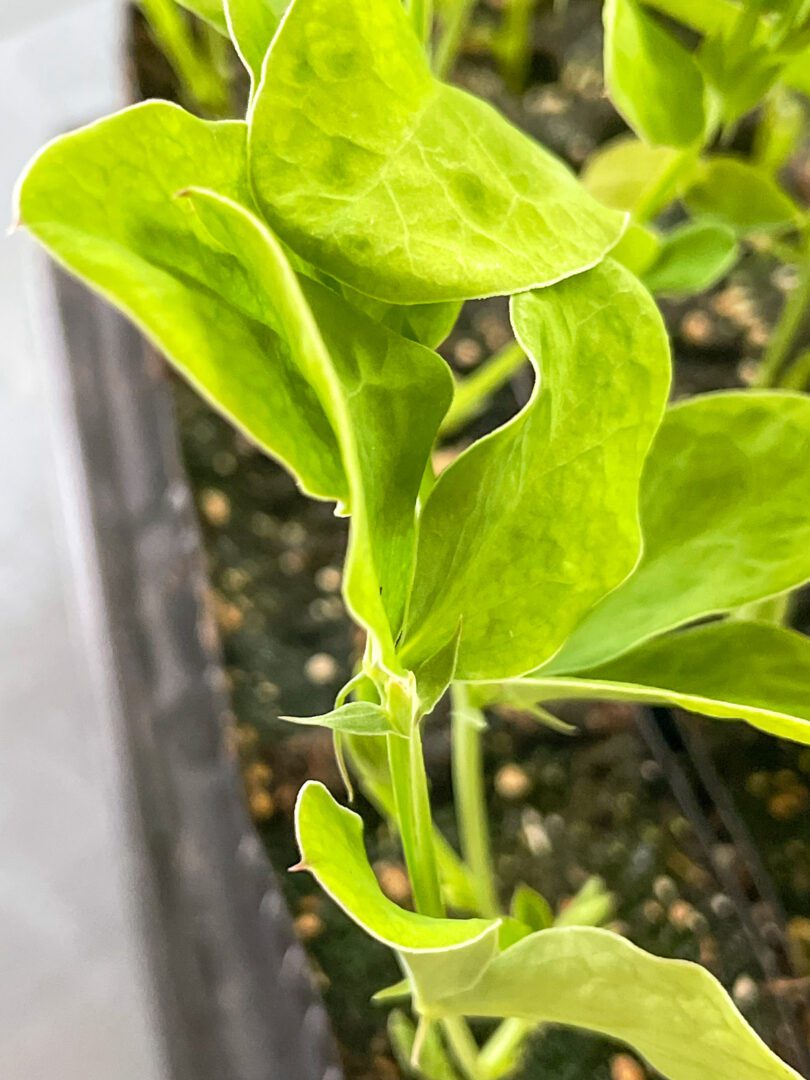 how-to-pinch-sweet-pea-seedlings-for-more-blooms-growhappierplants
