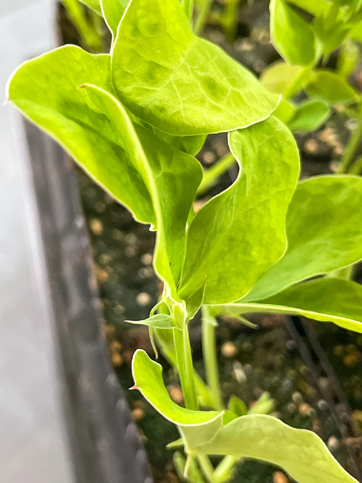 pinched sweet pea seedling with cut calloused over