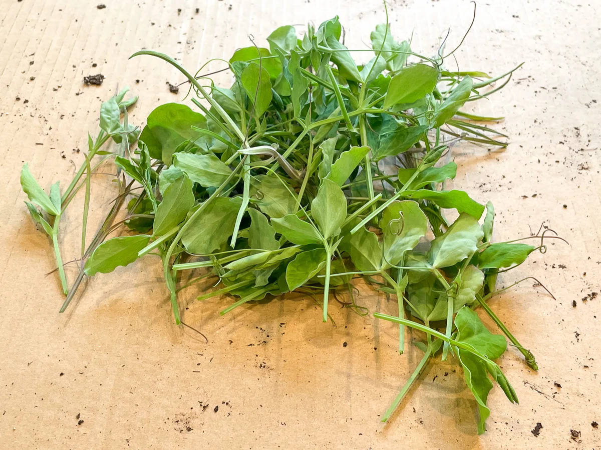 pile of sweet pea seedling trimmings after pinching