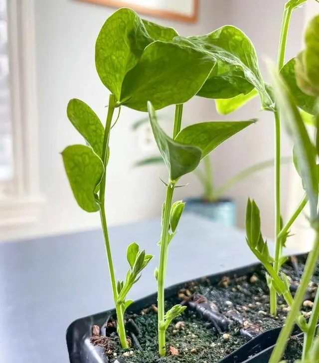 sweet pea plants in seed starting trays