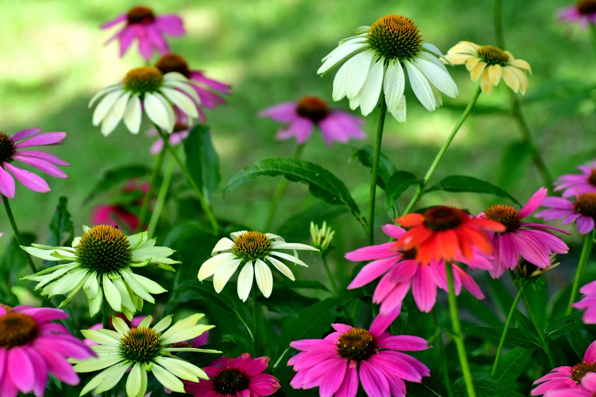 pink and yellow echinacea flowers
