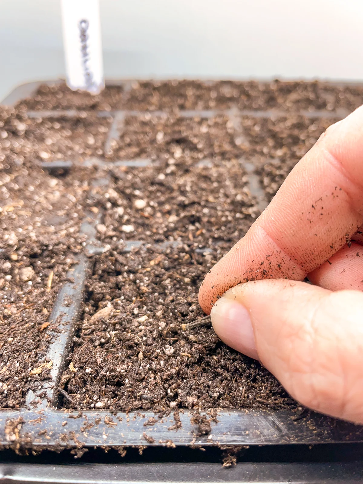 planting dahlia seeds in seed tray