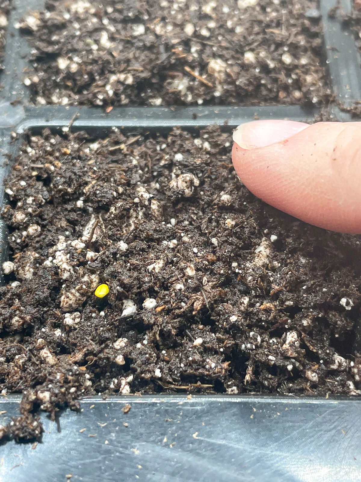 planting geranium seeds in tray