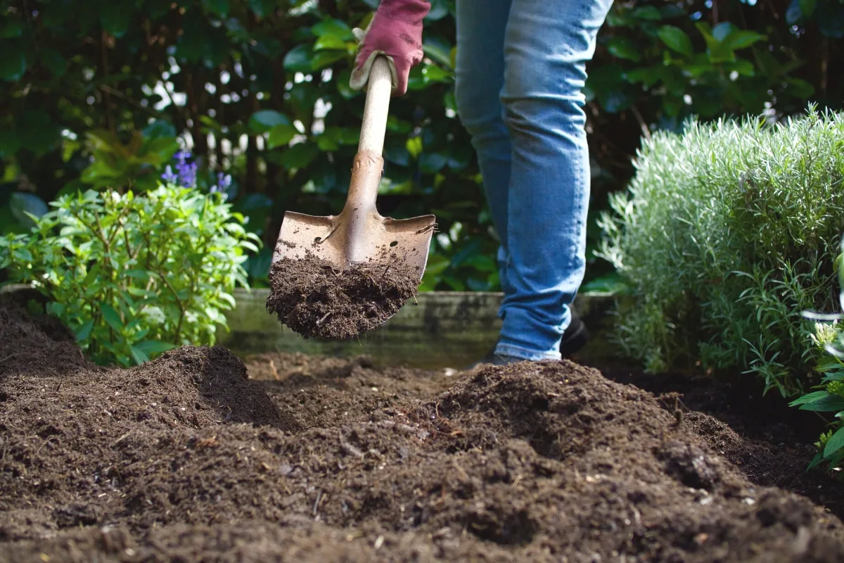 preparing soil in the garden for planting