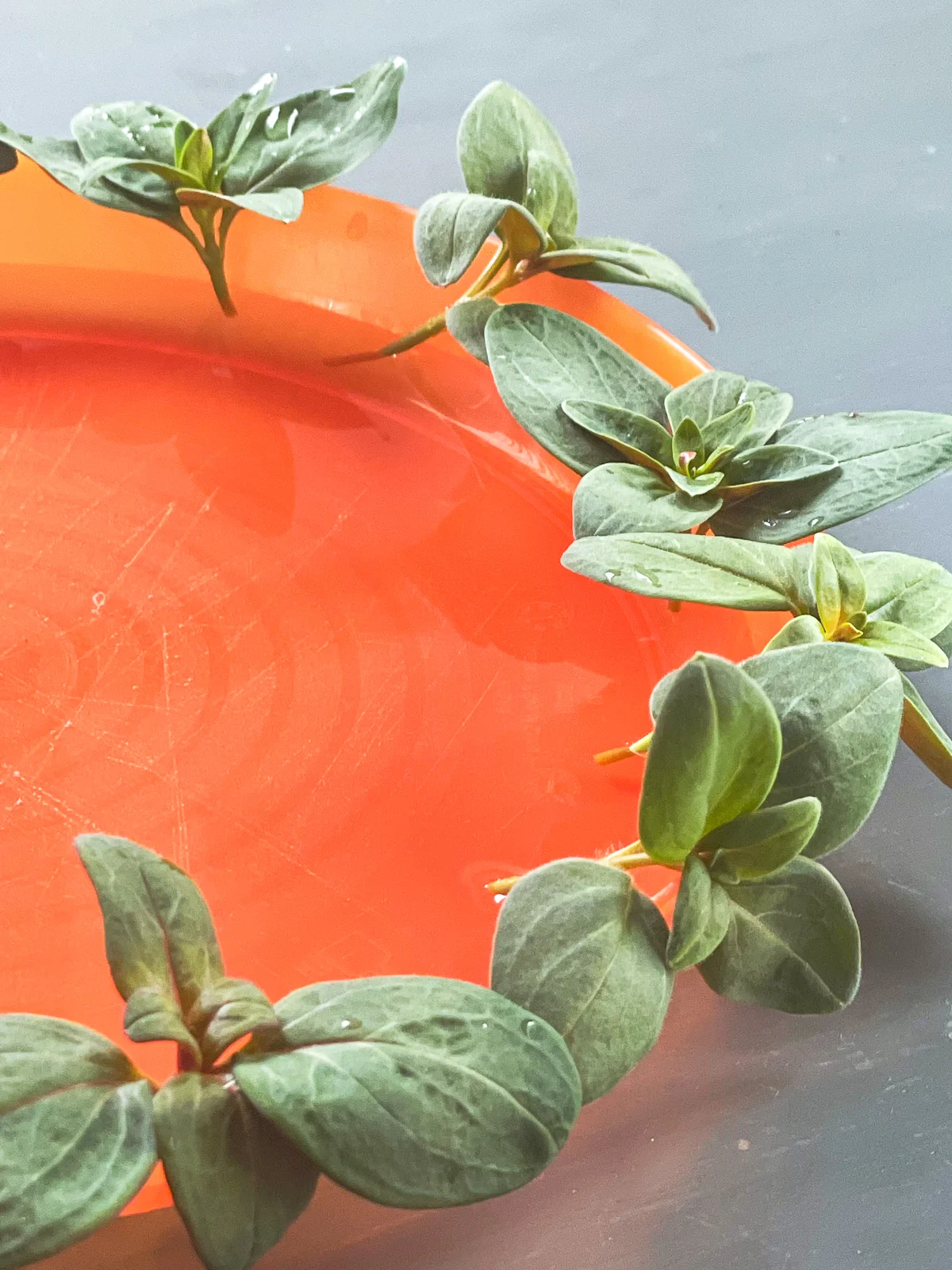 propagating snapdragon cuttings in water in plastic dish