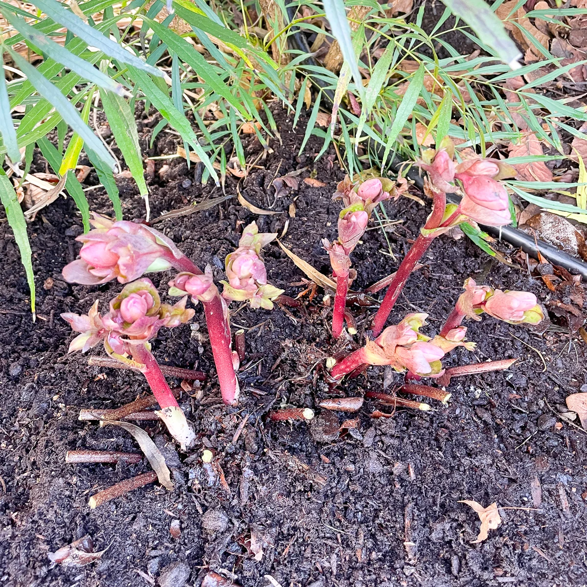 hellebore after pruning