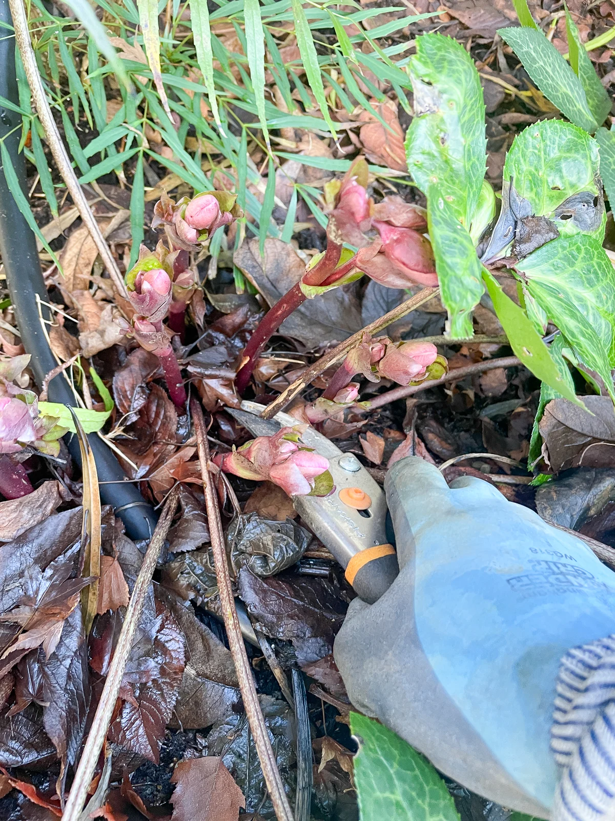 pruning hellebore