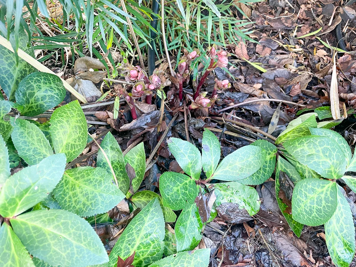 hellebore before pruning