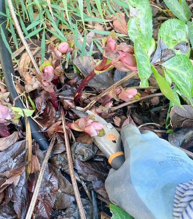 pruning hellebores with pruning shears
