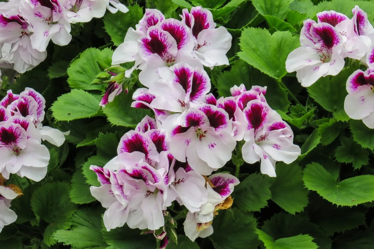 regal geraniums with white flowers with pink splotches