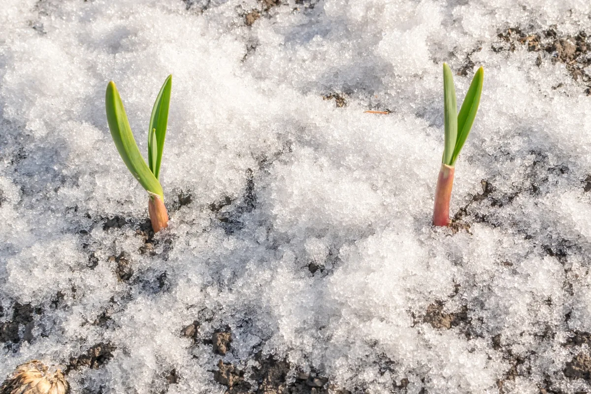seedlings sprouting through snow