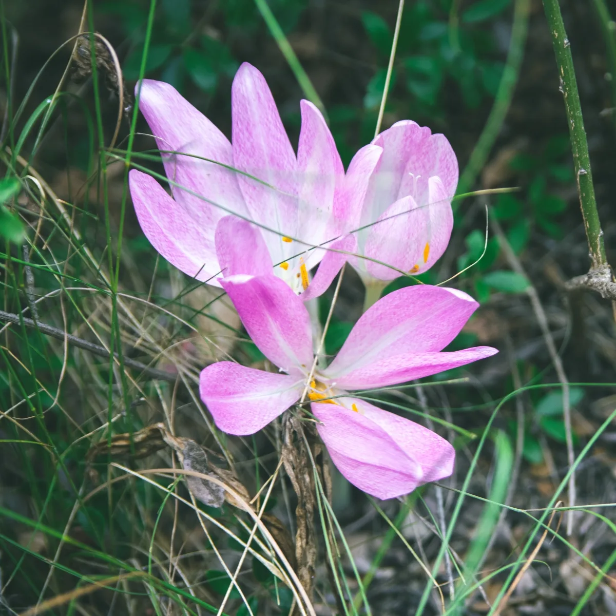 spent crocus flower