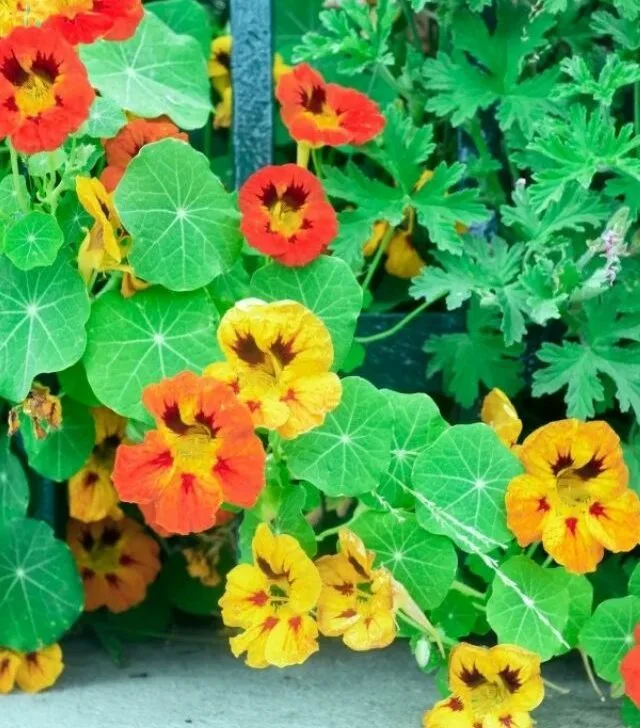 blooming nasturtium with orange and yellow blooms