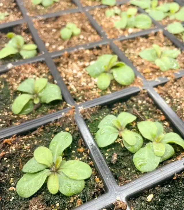 petunias flowers starting to sprout