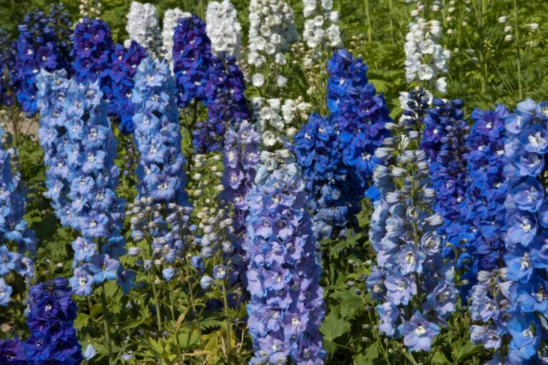 How to Grow Larkspur from Seed