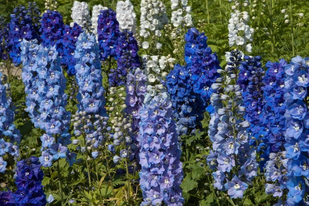 various colors of larkspur