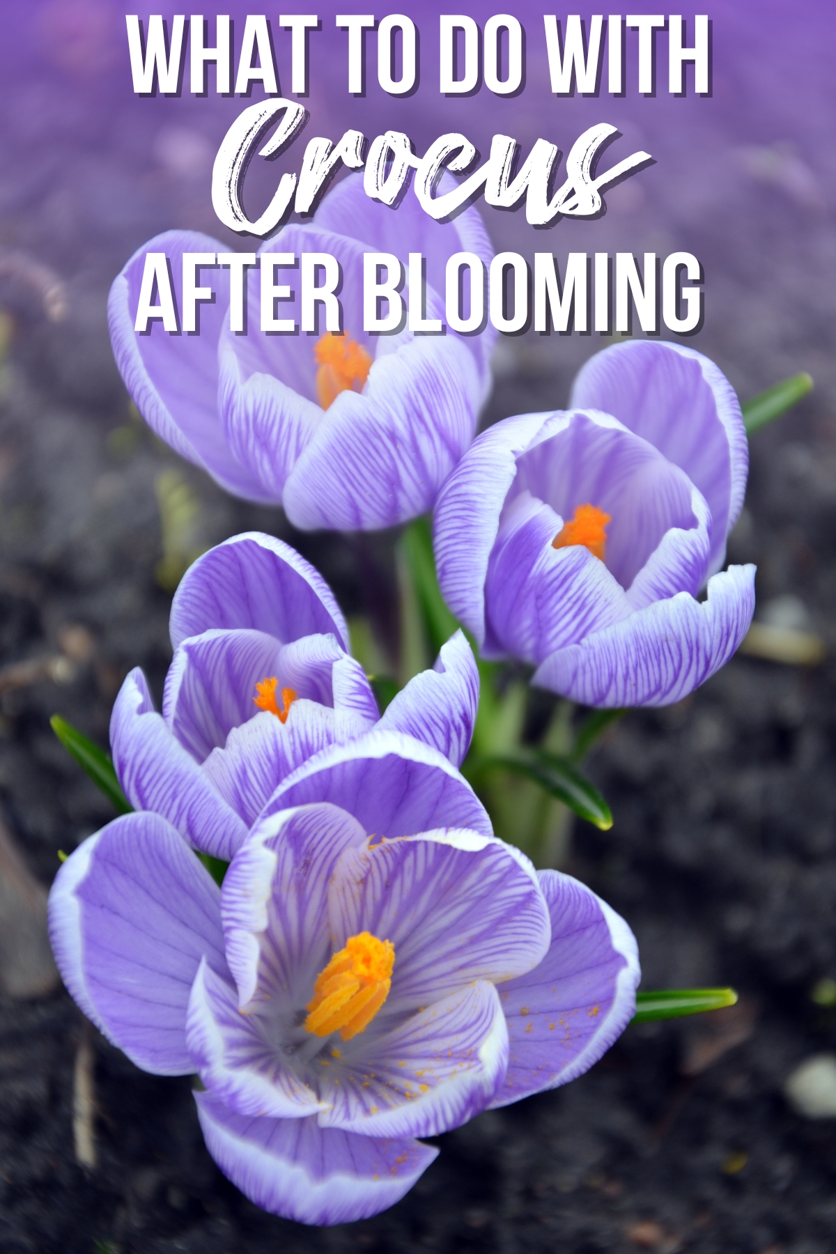 what to do with crocus after blooming