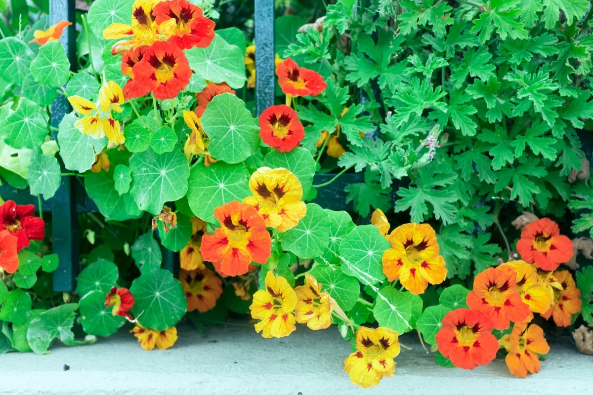 yellow and orange nasturtium along fence