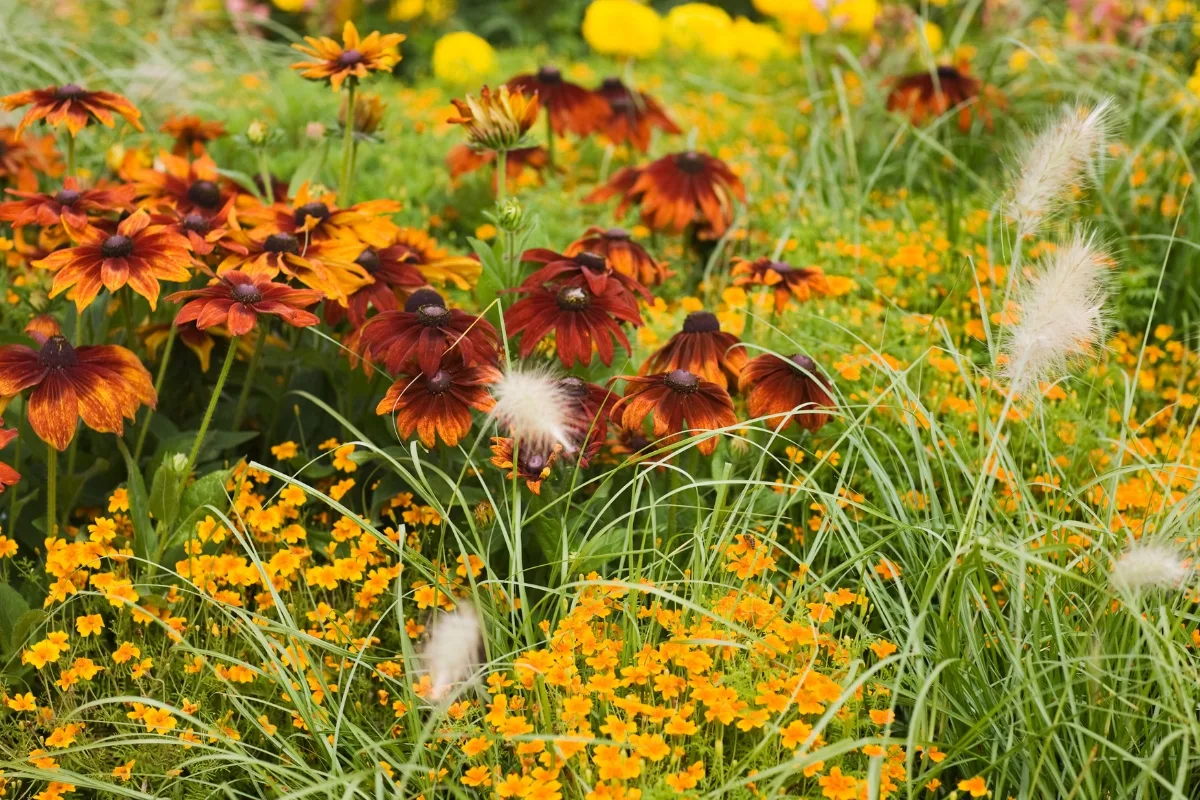 yellow echinacea in naturalized flower bed