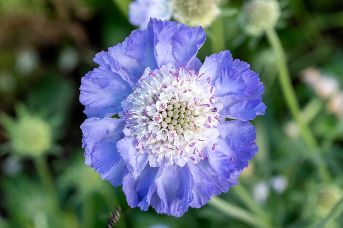 Fama blue scabiosa flower