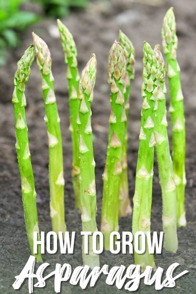 How to Grow Asparagus from Seed or Crowns