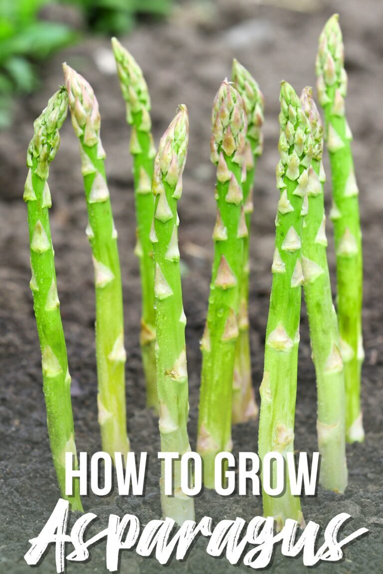 How to Grow Asparagus from Seed or Crowns
