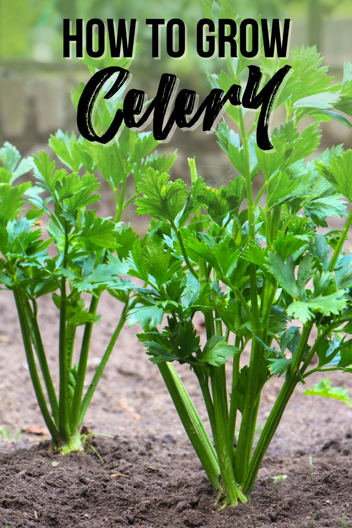 How to grow celery