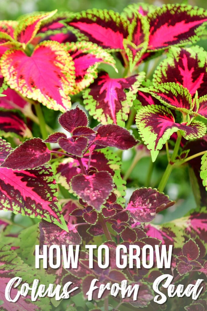 How to Grow Coleus from Seed - growhappierplants.com