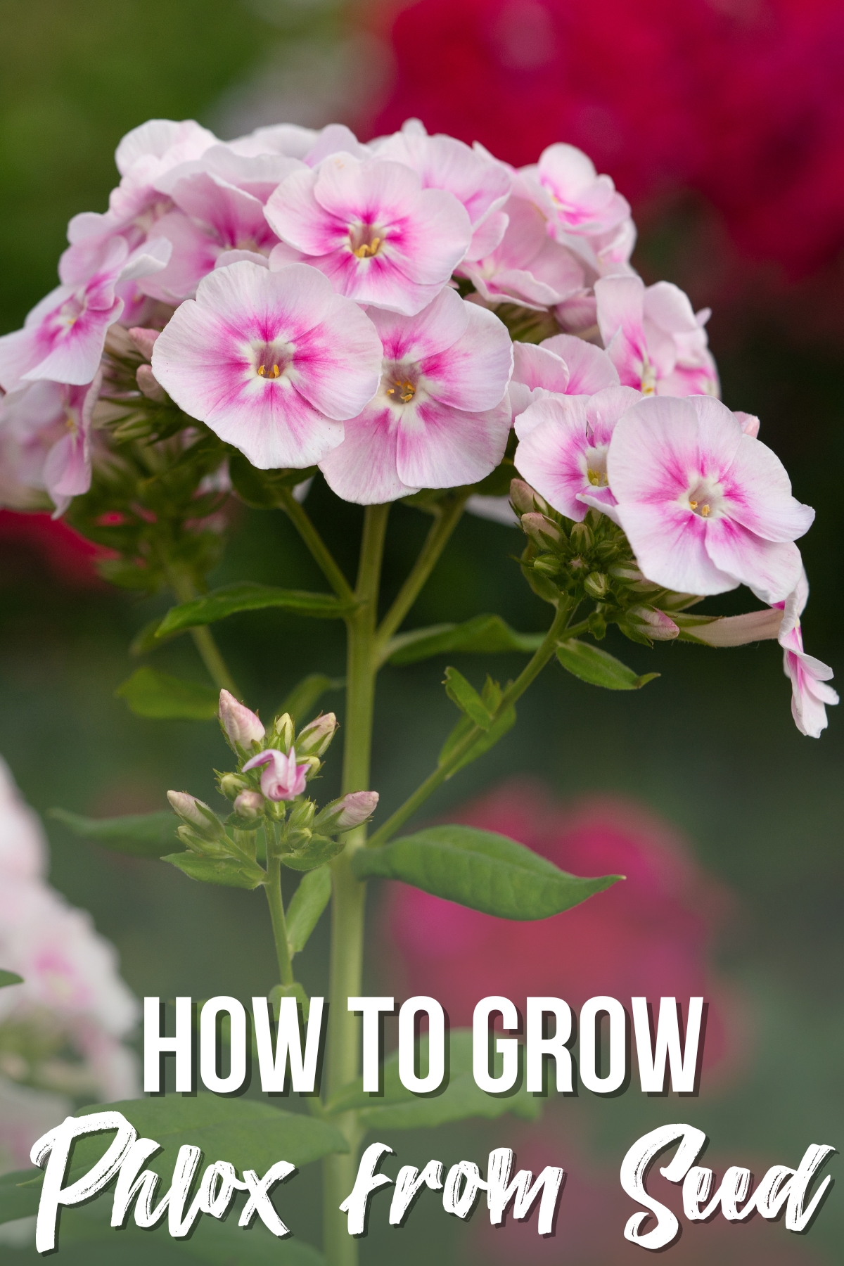 how to grow phlox from seed