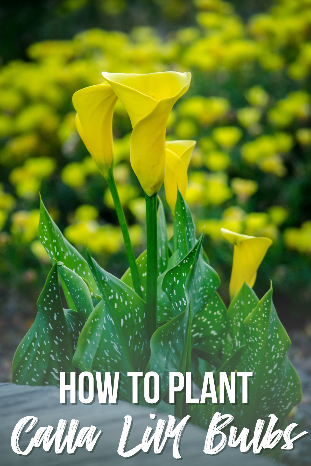 how to plant calla lily bulbs with image of yellow calla lillies in bloom