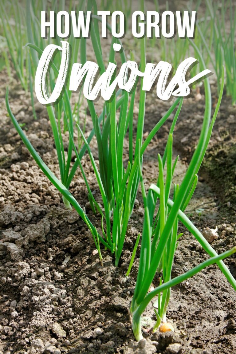 How to Grow Onions from Seed - growhappierplants.com