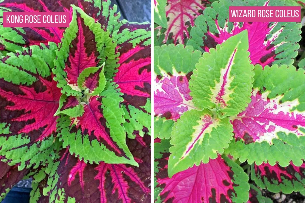 Kong rose coleus and Wizard rose coleus