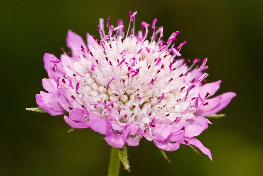 How to Grow Scabiosa (Pincushion Flower) from Seed - growhappierplants.com