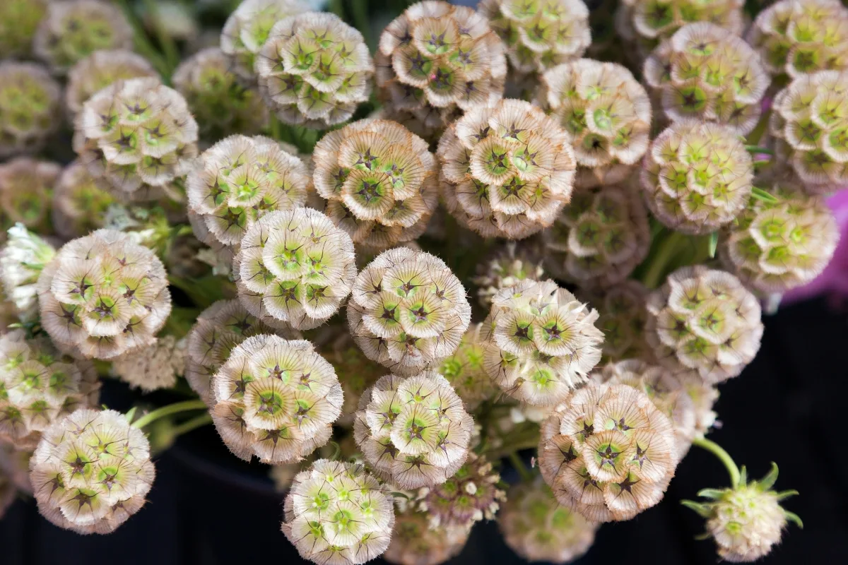 Scabiosa stellata