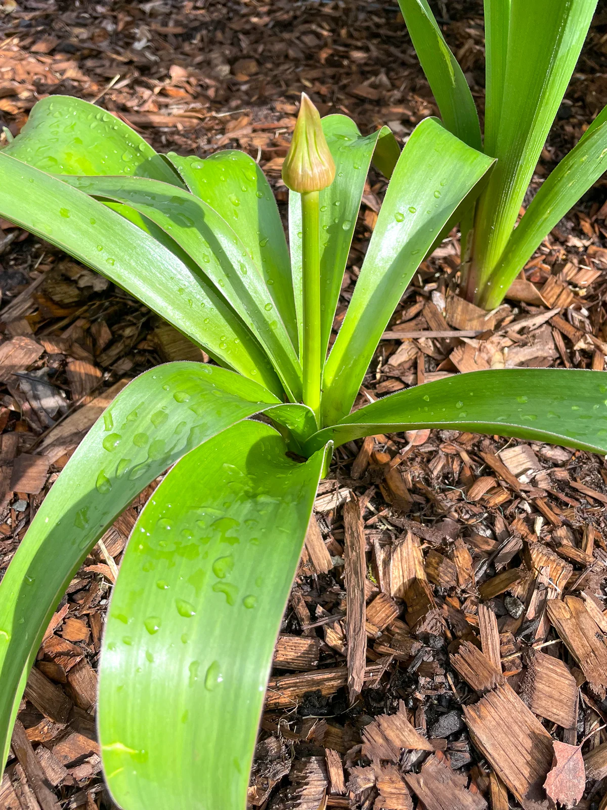 allium shoot with stem and bud