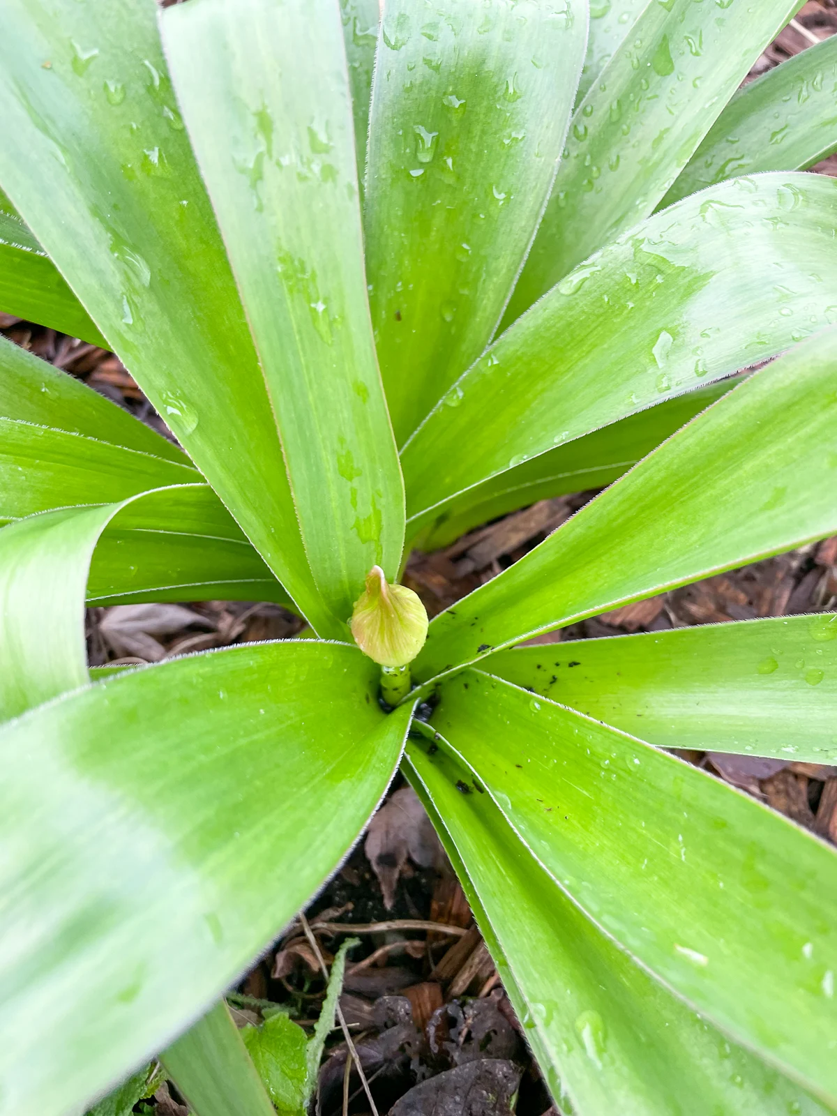 allium shoot