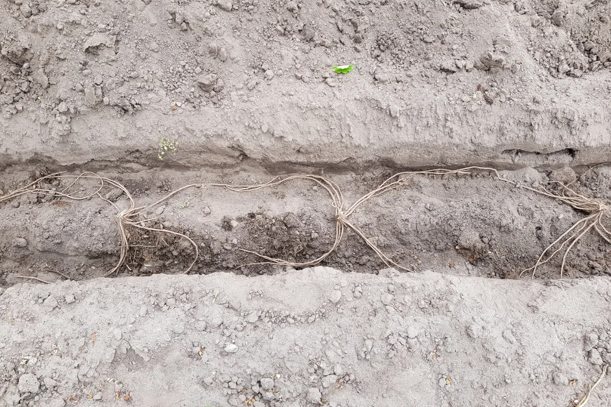 trench with asparagus crowns