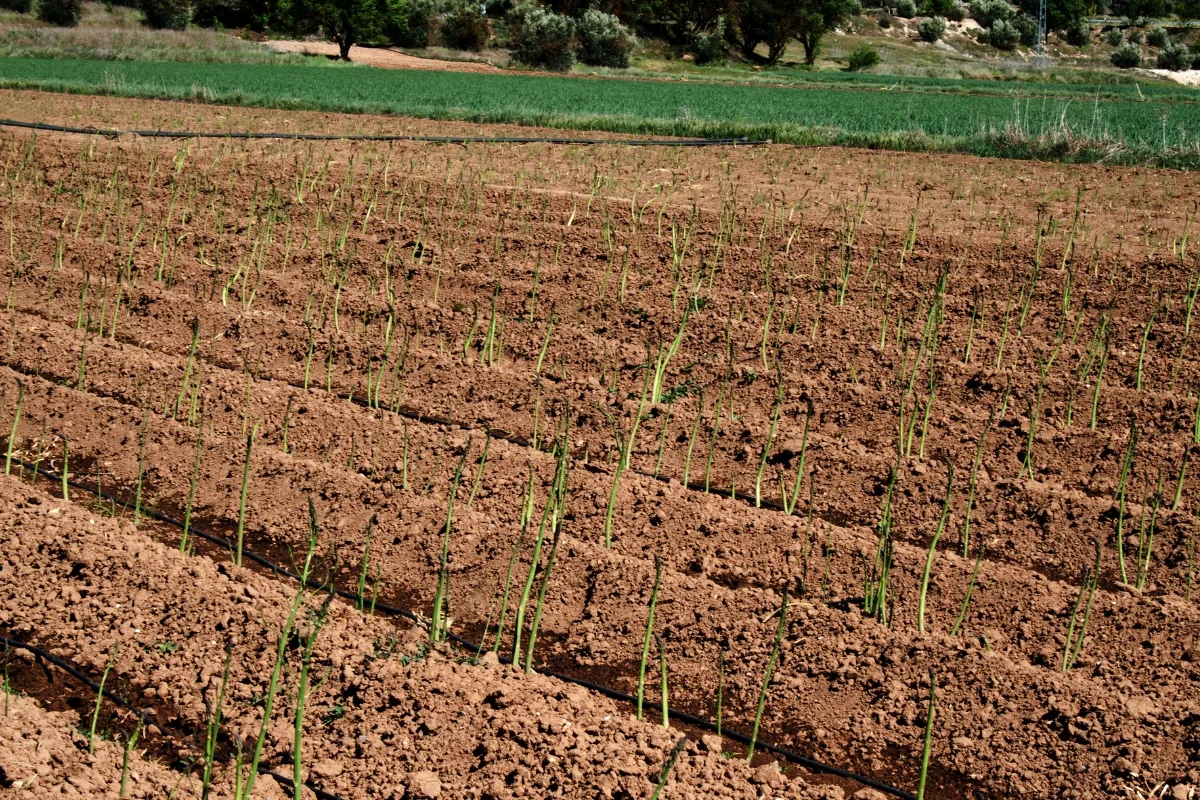 field of asparagus plants