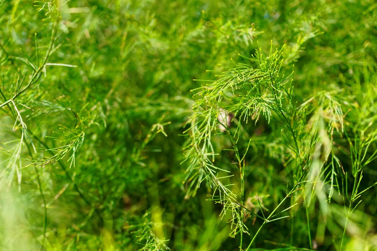 asparagus foliage