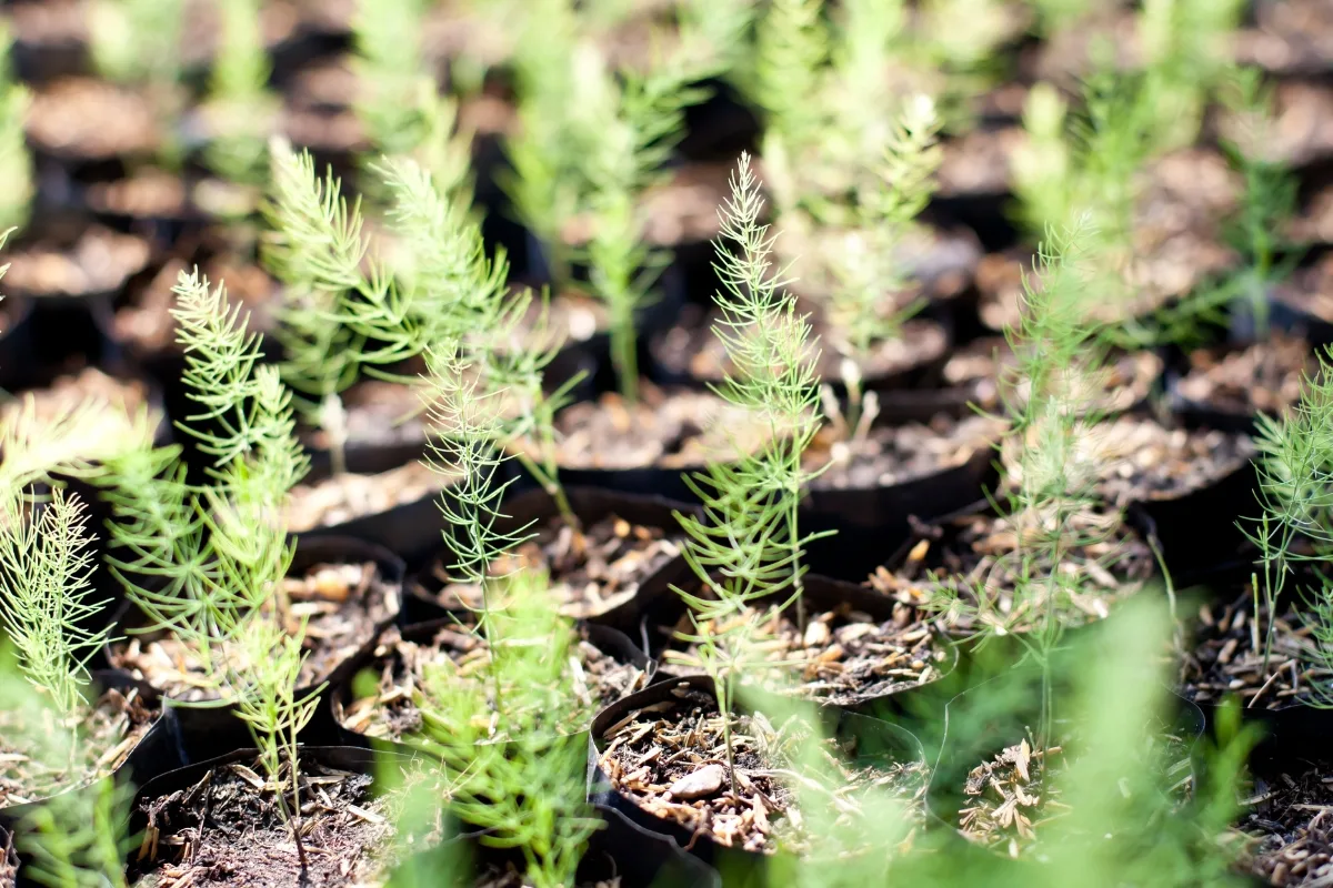 asparagus seedlings in individual pots